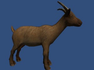 goat 1 Model 3D