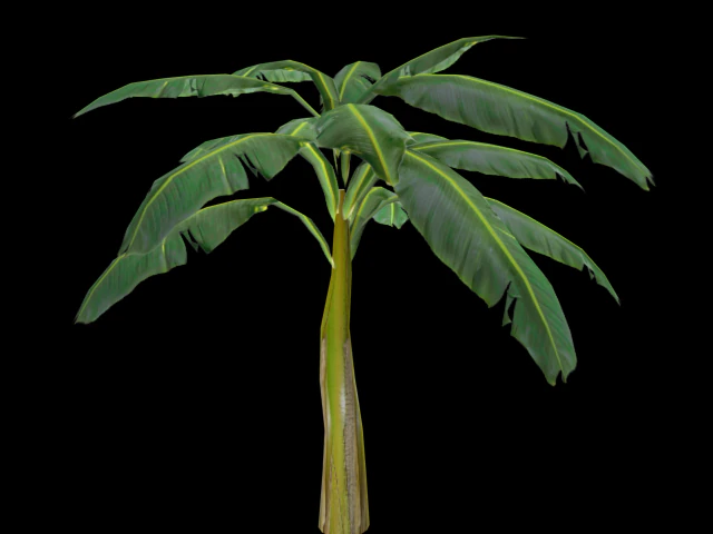 banana tree 3D Model .c4d .max .obj .3ds .fbx .stl .blend 