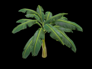 banana tree 3D मॉडल