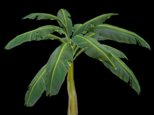 banana tree 3D मॉडल