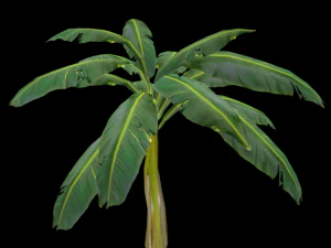 banana tree 3D Model