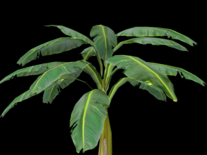 banana tree 3D मॉडल