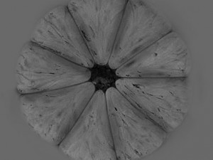 fruits 3D Model