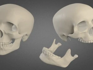 cr&acirc;nio humano alto poli Modelo 3D