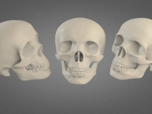human skull high poly Modelo 3D