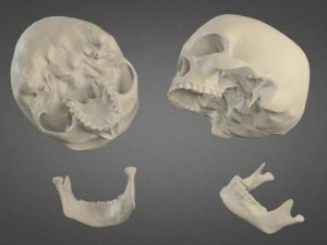 human skull high poly 3D Model