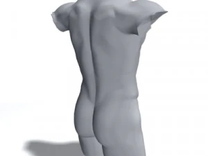 male torso 3D Model