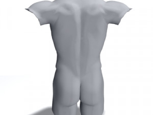 male torso 3D Модель