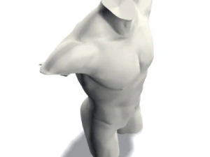 male torso 3D Model