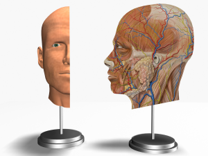 male head cross section anatomy 3D Model