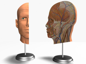 male head cross section anatomy Modelo 3D