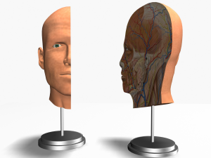 male head cross section anatomy Modelo 3D