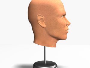 male head cross section anatomy Modelo 3D