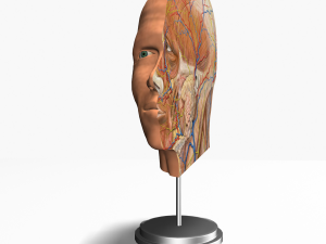 male head cross section anatomy Modelo 3D