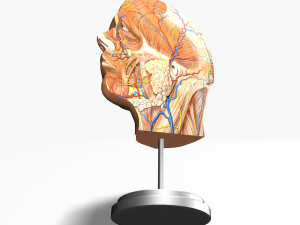 male head cross section anatomy Modelo 3D
