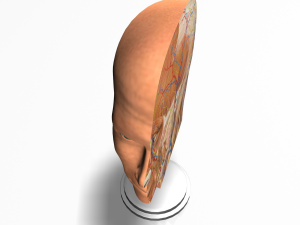 male head cross section anatomy Modelo 3D