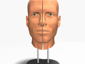male head cross section anatomy Modelo 3D