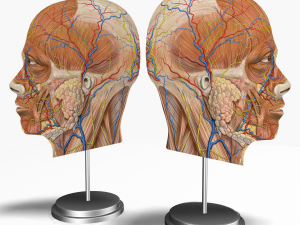 male head cross section anatomy Modelo 3D