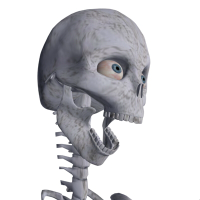 human skeleton 3D Model .c4d .max .obj .3ds .fbx .stl .blend 