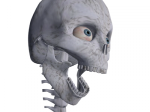 human skeleton 3D मॉडल