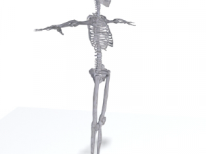 human skeleton 3D Model