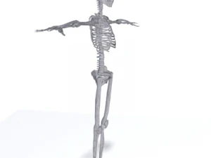 human skeleton 3D Model