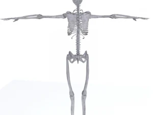 human skeleton 3D Model