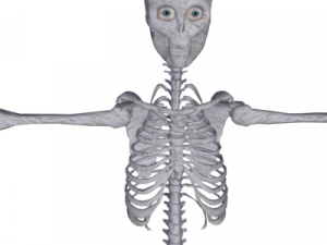 human skeleton 3D Model