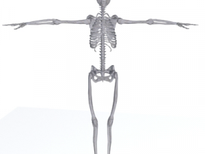 human skeleton 3D Model