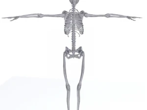 human skeleton 3D Model