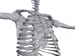 human skeleton 3D Model