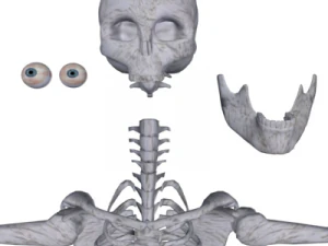 human skeleton 3D Model