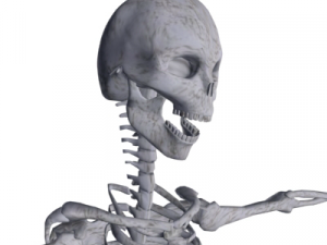 human skeleton 3D Model