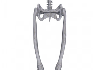 human skeleton 3D Model