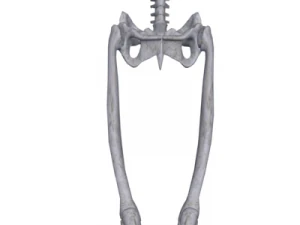 human skeleton 3D Model