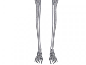 human skeleton 3D Model