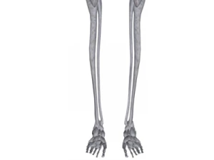human skeleton 3D Model