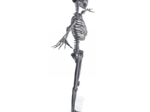 human skeleton 3D Model