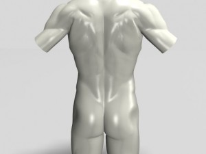 male torso sculpture 12011 3D Model