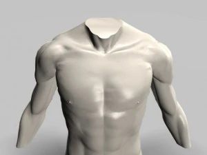 male torso22011 3D Model