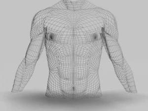 male torso22011 3D Model