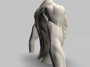 male torso22011 Modelo 3D
