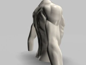 male torso22011 3D Model
