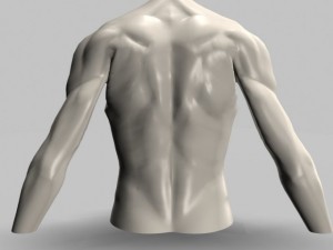male torso22011 Modelo 3D