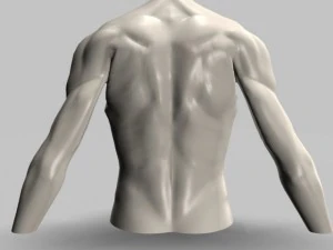male torso22011 3D Model