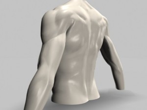 male torso22011 Modelo 3D