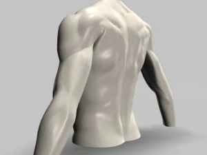 male torso22011 3D Model