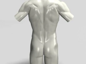 male  female torso statues 12011 3D Model