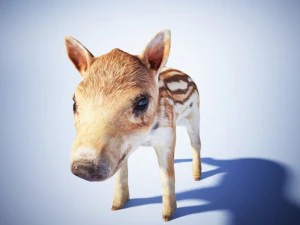 wild piglet 3D Model