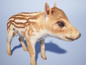 wild piglet 3D मॉडल